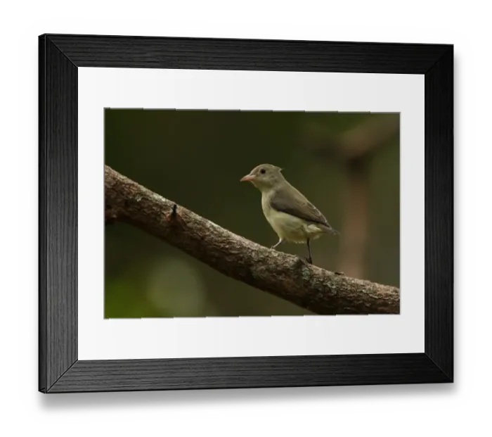 Framed Print : Pale-billed Flowerpecker (Dicaeum erythrorhynchos ceylonense) endemic race, adult, perched on branch, Sri Lanka, december Framed Print : Pale-billed Flowerpecker (Dicaeum erythrorhynchos ceylonense) endemic race, adult, perched on branch, Sri Lanka, december