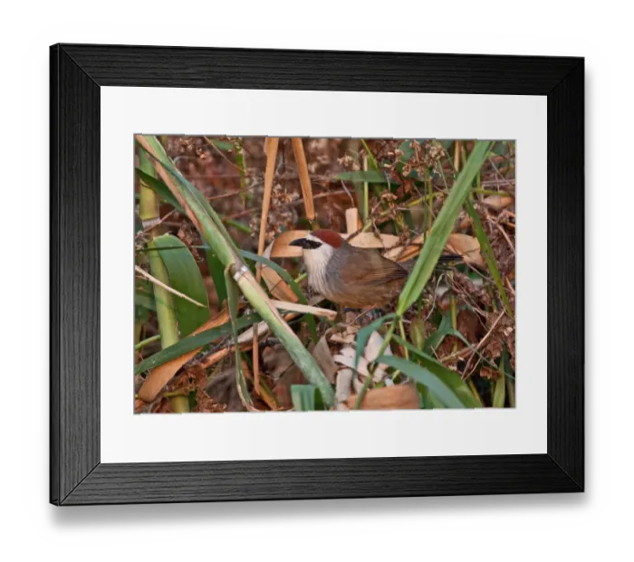 Framed Print : Chestnut-capped Babbler (Timalia pileata bengalensis) adult, perched on fallen reed, Dibru-Saikhowa N. P. Assam, India, february