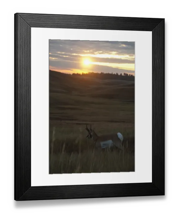 Framed Print : Pronghorn (Antilocapra americana) adult male, walking in hilly prairie habitat at sunset, Custer State Park, Black Hills, South Dakota, U. S. A. september