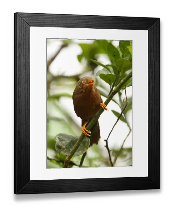 Framed Print : Orange-billed Babbler (Turdoides rufescens) adult, feeding, perched in bush, Kitulgala, Sri Lanka, december Framed Print : Orange-billed Babbler (Turdoides rufescens) adult, feeding, perched in bush, Kitulgala, Sri Lanka, december