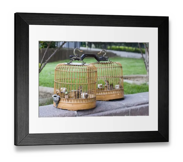 Framed Print : Mongolian Lark (Melanocorypha mongolica) adults, being kept as cage birds, Beijing, China, september Framed Print : Mongolian Lark (Melanocorypha mongolica) adults, being kept as cage birds, Beijing, China, september