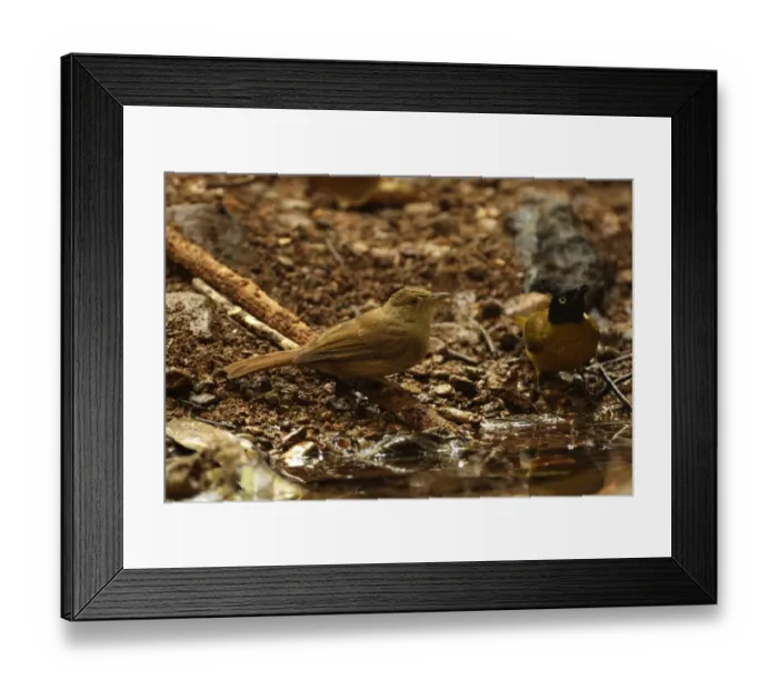 Framed Print : Grey-eyed Bulbul (Iole propinqua) and Black-crested Bulbul (Pycnonotus melanicterus) adults, drinking at pool in forest, Kaeng Krachan N. P. Thailand, february Framed Print : Grey-eyed Bulbul (Iole propinqua) and Black-crested Bulbul (Pycnonotus melanicterus) adults, drinking at pool in forest, Kaeng Krachan N. P. Thailand, february