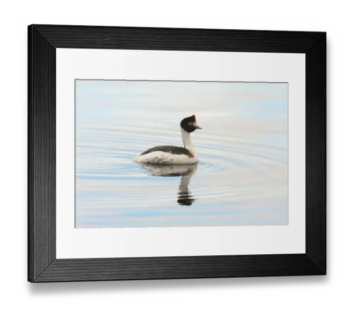 Framed Print : Hooded Grebe (Podiceps gallardoi) adult, swimming, Strobel Plateau, Santa Cruz, Argentina, november Framed Print : Hooded Grebe (Podiceps gallardoi) adult, swimming, Strobel Plateau, Santa Cruz, Argentina, november