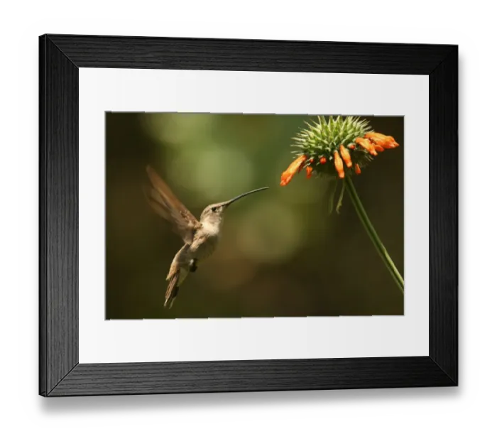 Framed Print : Oasis Hummingbird (Rhodopis vesper) adult female, in flight, hovering at flower, Arica, Northern Chile, november