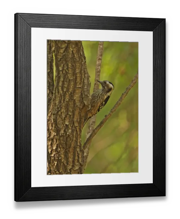 Framed Print : Grey-capped Pygmy Woodpecker (Yungipicus canicapillus scintilliceps) adult female, clinging to tree trunk, Beidaihe, Hebei, China, may Framed Print : Grey-capped Pygmy Woodpecker (Yungipicus canicapillus scintilliceps) adult female, clinging to tree trunk, Beidaihe, Hebei, China, may