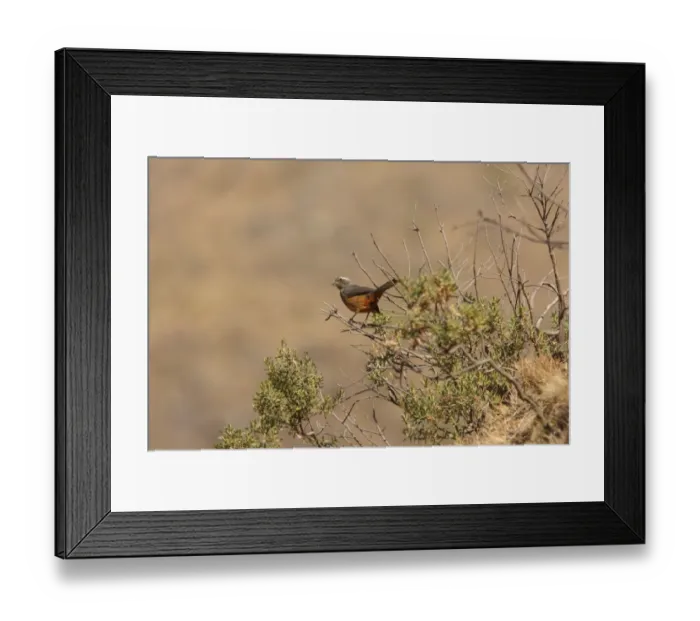 Framed Print : Rufous-bellied Saltator (Saltator rufiventris) juvenile (first known photograph of juvenile), perched in bush, Pucara, Jujuy, Argentina, july Framed Print : Rufous-bellied Saltator (Saltator rufiventris) juvenile (first known photograph of juvenile), perched in bush, Pucara, Jujuy, Argentina, july