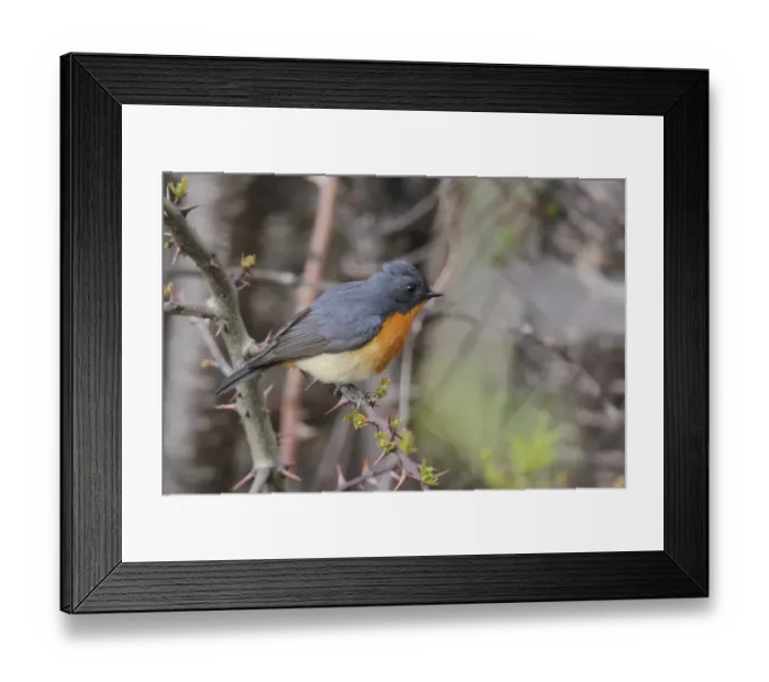Framed Print : Slaty-backed Flycatcher (Ficedula hodgsonii) adult, perched in thorn bush, Yunnan, China, may Framed Print : Slaty-backed Flycatcher (Ficedula hodgsonii) adult, perched in thorn bush, Yunnan, China, may