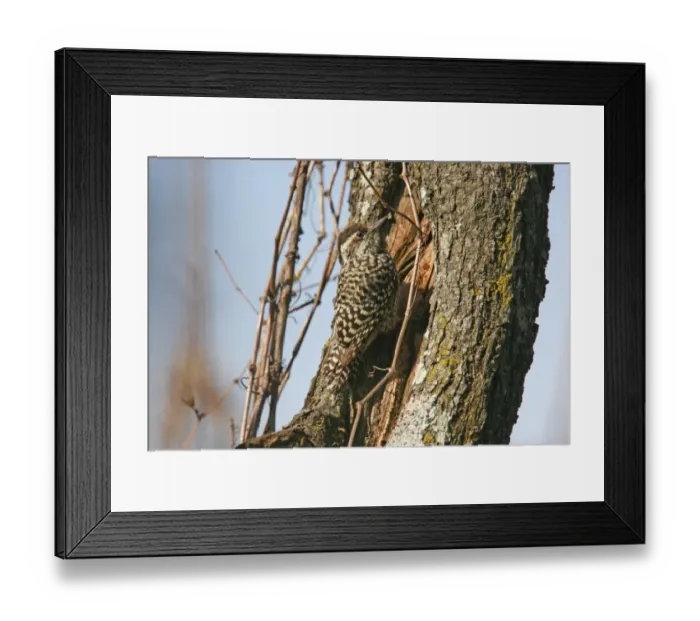 Framed Print : Chequered Woodpecker (Veniliornis mixtus mixtus) adult female, clinging to tree trunk, Ribera Norte, Buenos Aires Province, Argentina, august
