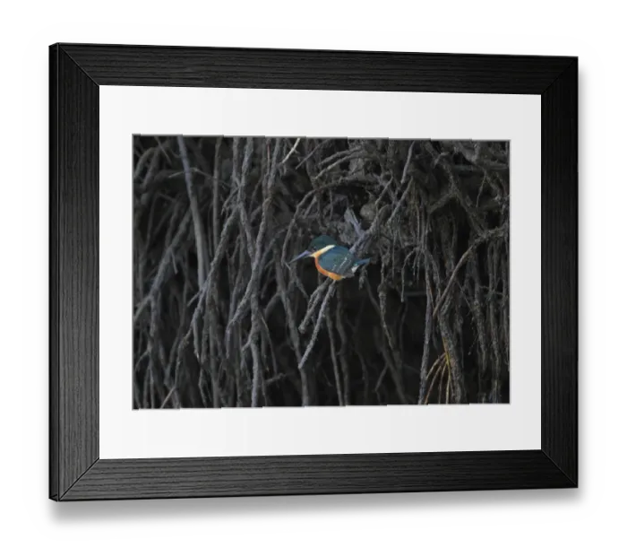 Framed Print : American Pygmy Kingfisher (Chloroceryle aenea) adult male, perched on mangrove roots, Costa Rica, february Framed Print : American Pygmy Kingfisher (Chloroceryle aenea) adult male, perched on mangrove roots, Costa Rica, february