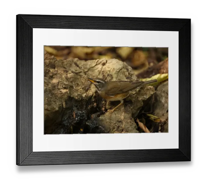 Framed Print : Eyebrowed Thrush (Turdus obscurus) immature, first winter plumage, drinking from spring, Kaeng Krachan N. P. Thailand, january Framed Print : Eyebrowed Thrush (Turdus obscurus) immature, first winter plumage, drinking from spring, Kaeng Krachan N. P. Thailand, january