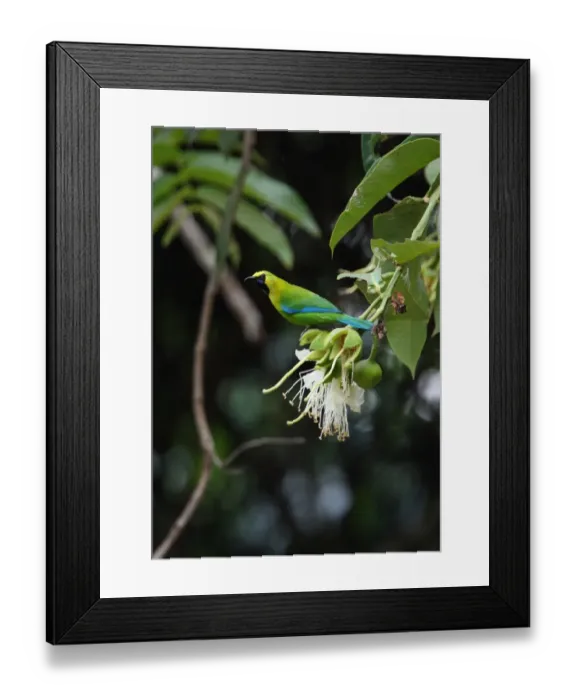 Framed Print : Blue-winged Leafbird (Chloropsis cochinchinensis chlorocephala) adult male, perched at flower in tree, Kaeng Krachan N. P. Thailand, february Framed Print : Blue-winged Leafbird (Chloropsis cochinchinensis chlorocephala) adult male, perched at flower in tree, Kaeng Krachan N. P. Thailand, february