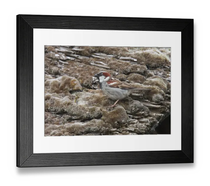 Framed Print : House Sparrow (Passer domesticus) adult male, perched on moss covered thatched roof, England Framed Print : House Sparrow (Passer domesticus) adult male, perched on moss covered thatched roof, England