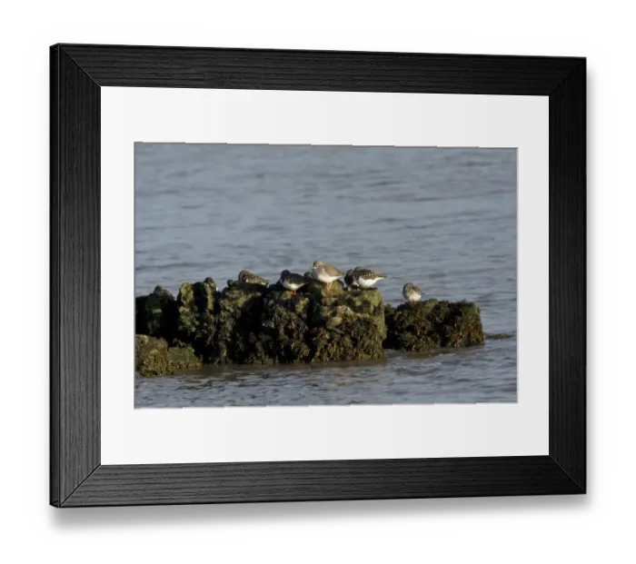 Framed Print : Common Redshank (Tringa totanus), Ruddy Turnstone (Arenaria interpres) and Purple Sandpiper (Calidris maritima) mixed flock, roosting on rocks, Southerness, Dumfries and Galloway, Scotland, november
