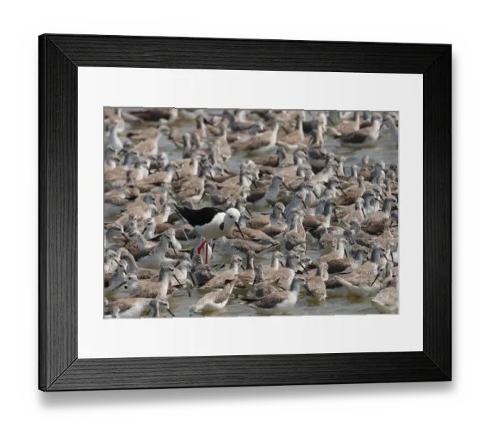 Framed Print : Black-winged Stilt (Himantopus himantopus) adult male, feeding amongst Marsh Sandpiper (Tringa stagnatilis) flock, Thailand, february