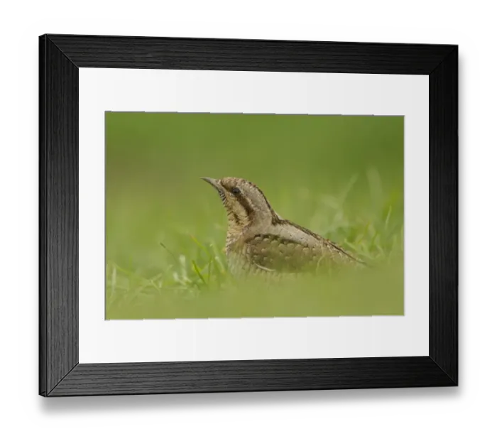 Framed Print : Eurasian Wryneck (Jynx torquilla) adult, standing on ground amongst grass, Norfolk, England, august Framed Print : Eurasian Wryneck (Jynx torquilla) adult, standing on ground amongst grass, Norfolk, England, august
