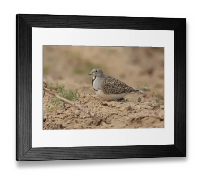Framed Print : Least Seedsnipe (Thinocorus rumicivorus) adult, sitting on ground, Strobel Plateau, Santa Cruz, Argentina, november Framed Print : Least Seedsnipe (Thinocorus rumicivorus) adult, sitting on ground, Strobel Plateau, Santa Cruz, Argentina, november