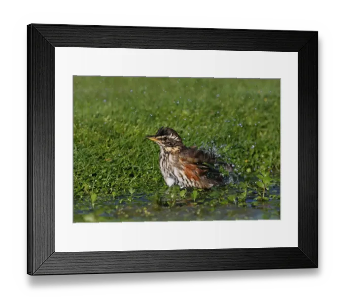 Framed Print : Redwing (Turdus iliacus) adult, bathing in pond, Norfolk, England, october Framed Print : Redwing (Turdus iliacus) adult, bathing in pond, Norfolk, England, october