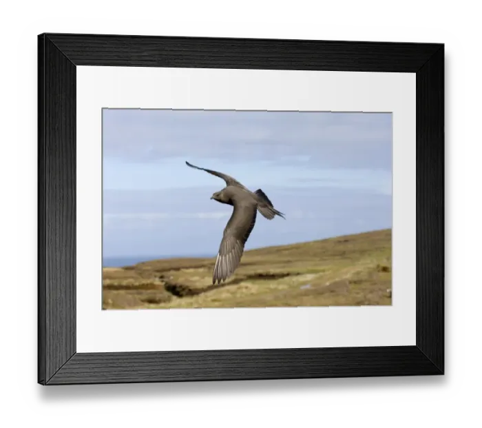 Framed Print : Arctic Skua (Stercorarius parasiticus) dark morph, adult, in flight, Shetland Islands, Scotland, june Framed Print : Arctic Skua (Stercorarius parasiticus) dark morph, adult, in flight, Shetland Islands, Scotland, june