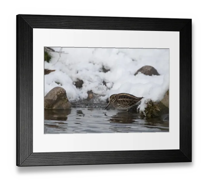 Framed Print : Jack Snipe (Lymnocryptes minimus) adult, feeding, standing on snow covered bank of pond, Salthouse, Norfolk, England, december