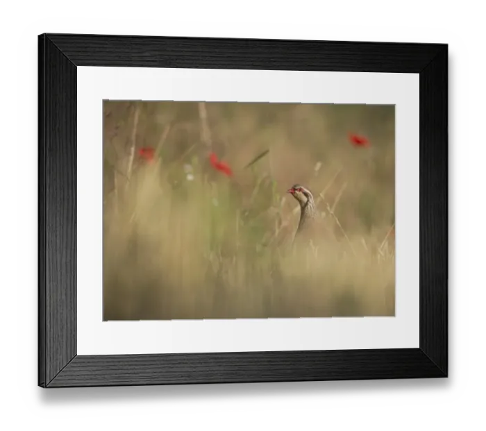Framed Print : Red-legged Partridge (Alectoris rufa) adult, alert, standing in stubble field, Norfolk, England, july Framed Print : Red-legged Partridge (Alectoris rufa) adult, alert, standing in stubble field, Norfolk, England, july
