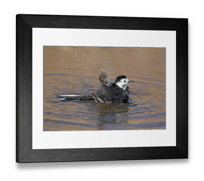 Framed Print : Pied Wagtail (Motacilla alba yarrellii) adult male, bathing, splashing water, Suffolk, England, march Framed Print : Pied Wagtail (Motacilla alba yarrellii) adult male, bathing, splashing water, Suffolk, England, march