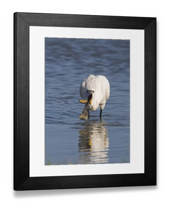 Framed Print : Eurasian Spoonbill (Platalea leucorodia) adult, feeding in water, Cley, Norfolk, England, july Framed Print : Eurasian Spoonbill (Platalea leucorodia) adult, feeding in water, Cley, Norfolk, England, july