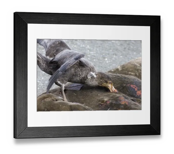 Framed Print : Southern Giant-petrel (Macronectes giganteus) adult, feeding, scavenging on seal carcass, South Georgia, november Framed Print : Southern Giant-petrel (Macronectes giganteus) adult, feeding, scavenging on seal carcass, South Georgia, november
