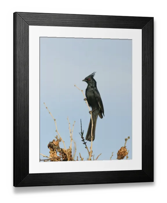 Framed Print : Phainopepla (Phainopepla nitens) adult male, perched on twig, California, U. S. A. april Framed Print : Phainopepla (Phainopepla nitens) adult male, perched on twig, California, U. S. A. april