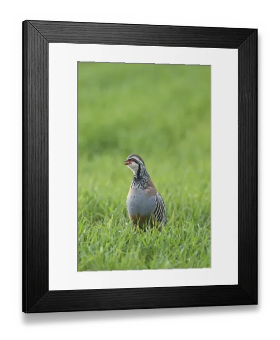 Framed Print : Red-legged Partridge (Alectoris rufa) adult, calling, standing in field of winter wheat crop, Kelling, Norfolk, England, april Framed Print : Red-legged Partridge (Alectoris rufa) adult, calling, standing in field of winter wheat crop, Kelling, Norfolk, England, april