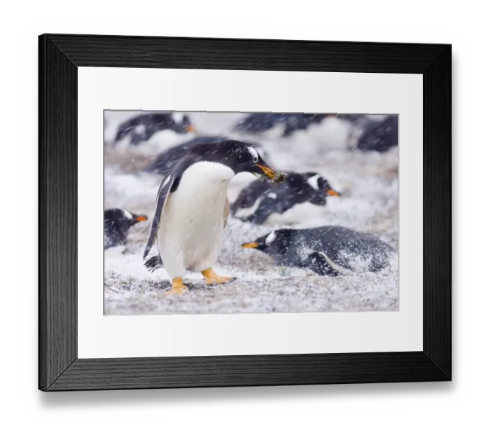 Framed Print : Gentoo Penguin (Pygoscelis papua) adult, with nesting material in beak, colony sitting on nests during blizzard, Sea Lion Island, Falkland Islands, november Framed Print : Gentoo Penguin (Pygoscelis papua) adult, with nesting material in beak, colony sitting on nests during blizzard, Sea Lion Island, Falkland Islands, november