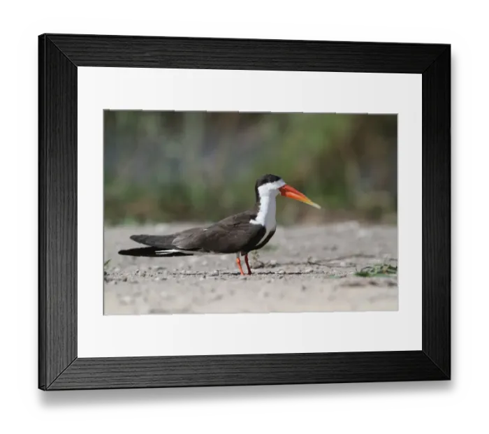 Framed Print : African Skimmer (Rynchops flavirostris) adult, standing on sandbank, Okavango Delta, Botswana