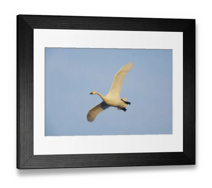 Framed Print : Bewick's Swan (Cygnus bewickii) adult, in flight, Slimbridge W. W. T. Gloucestershire, England, winter Framed Print : Bewick's Swan (Cygnus bewickii) adult, in flight, Slimbridge W. W. T. Gloucestershire, England, winter