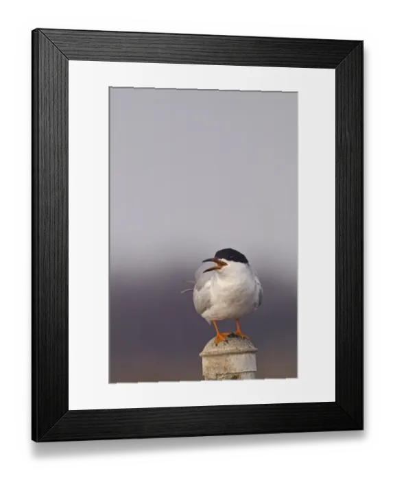 Framed Print : Forster's Tern (Sterna forsteri) adult, summer plumage, calling, standing on post, Bolsa Chica, California, U. S. A. april Framed Print : Forster's Tern (Sterna forsteri) adult, summer plumage, calling, standing on post, Bolsa Chica, California, U. S. A. april