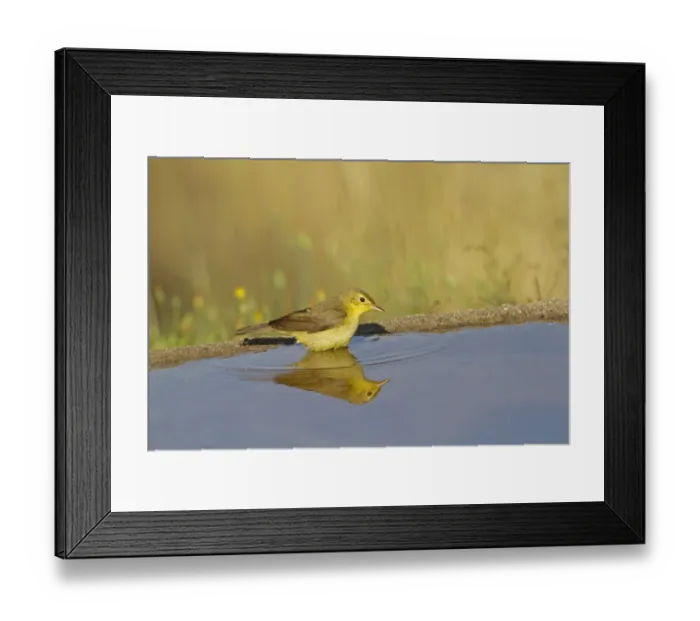 Framed Print : Melodious Warbler (Hippolais polyglotta) adult, drinking at pool with reflection, Spain, june Framed Print : Melodious Warbler (Hippolais polyglotta) adult, drinking at pool with reflection, Spain, june