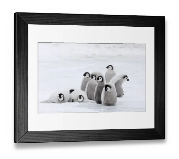 Framed Print : Emperor Penguin (Aptenodytes forsteri) chicks, group in colony on sea ice, Snow Hill Island, Antarctica, november Framed Print : Emperor Penguin (Aptenodytes forsteri) chicks, group in colony on sea ice, Snow Hill Island, Antarctica, november