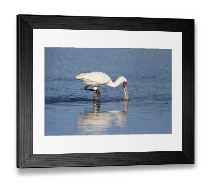 Framed Print : African Spoonbill (Platalea alba) adult, feeding in water, Okavango Delta, Botswana