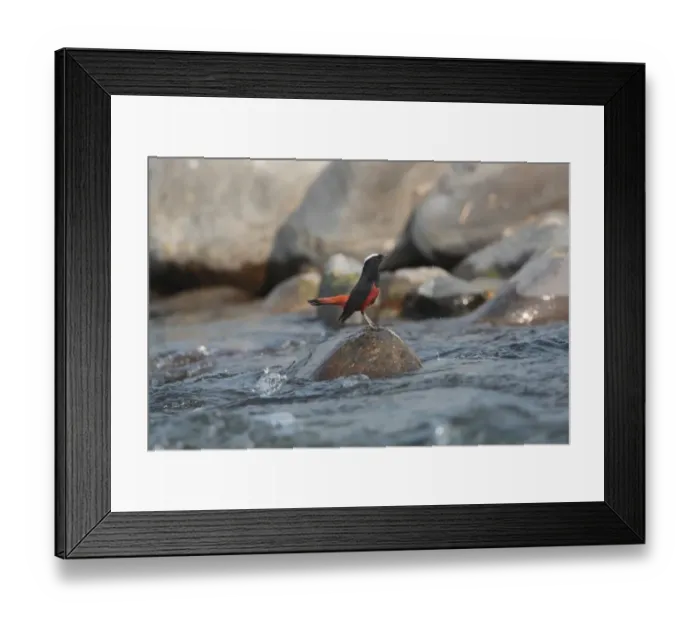 Framed Print : White-capped Water-redstart (Chaimarrornis leucocephalus) adult, standing on rock in river, Kosi River, Corbett N. P. Uttarakhand, India, february