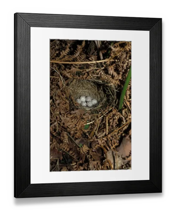 Framed Print : Warbler Wood (Phylloscopus cibilatrix) Eggs in nest Framed Print : Warbler Wood (Phylloscopus cibilatrix) Eggs in nest