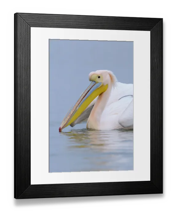 Framed Print : Great White Pelican (Pelecanus onocrotalus) adult, in breeding plumage, close-up of head, swimming, Lake Kerkini, Macedonia, Greece Framed Print : Great White Pelican (Pelecanus onocrotalus) adult, in breeding plumage, close-up of head, swimming, Lake Kerkini, Macedonia, Greece