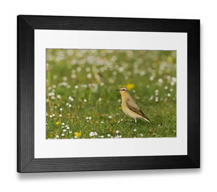 Framed Print : Northern Wheatear (Oenanthe oenanthe) adult female, foraging on turf airstrip, Warwickshire, England, april Framed Print : Northern Wheatear (Oenanthe oenanthe) adult female, foraging on turf airstrip, Warwickshire, England, april