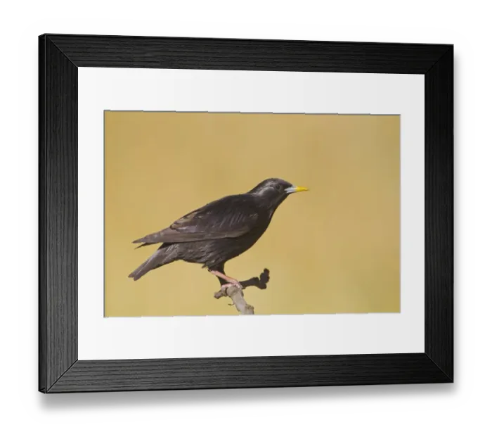 Framed Print : Spotless Starling (Sturnus unicolor) adult, perched on twig, Spain, may Framed Print : Spotless Starling (Sturnus unicolor) adult, perched on twig, Spain, may