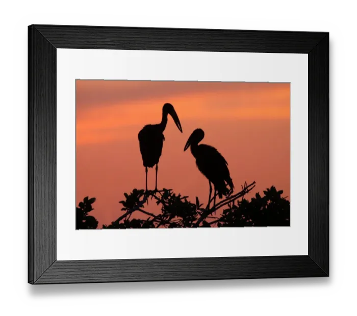 Framed Print : African Open-billed Stork (Anastomus lamelligerus) two adults, perched on branches at roost, silhouetted at sunset, Okavango Delta, Botswana Framed Print : African Open-billed Stork (Anastomus lamelligerus) two adults, perched on branches at roost, silhouetted at sunset, Okavango Delta, Botswana