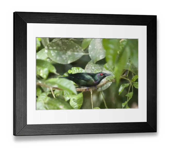 Framed Print : Metallic Starling (Aplonis metallica) adult, perched on twig amongst leaves, Queensland, Australia Framed Print : Metallic Starling (Aplonis metallica) adult, perched on twig amongst leaves, Queensland, Australia