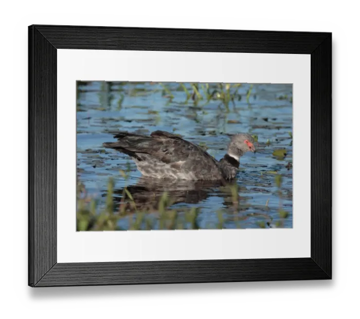 Framed Print : Southern Screamer (Chauna torquata) adult male, swimming, Ibera Marshes, Corrientes, Argentina, november Framed Print : Southern Screamer (Chauna torquata) adult male, swimming, Ibera Marshes, Corrientes, Argentina, november
