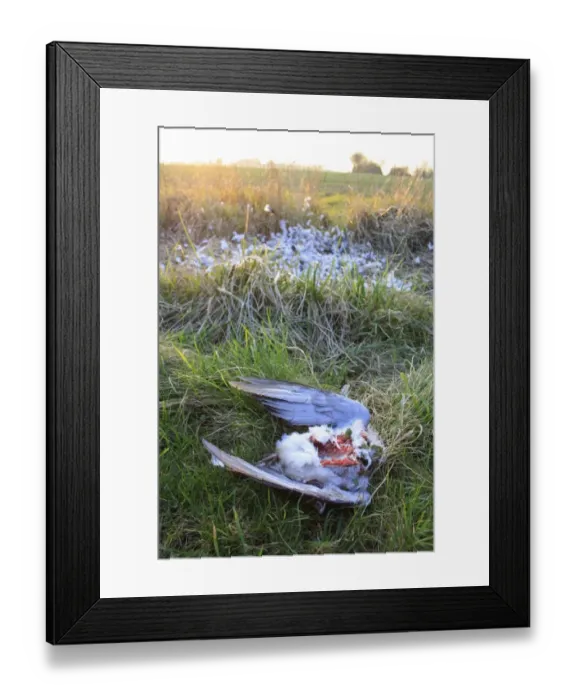 Framed Print : Wood Pigeon (Columbus palumbus) dead adult, killed, plucked and eaten by raptor, on field headland in evening, Suffolk, England, march Framed Print : Wood Pigeon (Columbus palumbus) dead adult, killed, plucked and eaten by raptor, on field headland in evening, Suffolk, England, march