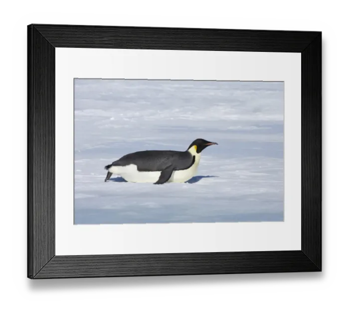 Framed Print : Emperor Penguin (Aptenodytes forsteri) adult, tobogganing across snow, Snow Hill Island, Weddell Sea, Antarctica Framed Print : Emperor Penguin (Aptenodytes forsteri) adult, tobogganing across snow, Snow Hill Island, Weddell Sea, Antarctica
