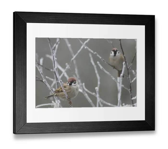Framed Print : Eurasian Tree Sparrow (Passer montanus) two adults, perched on frosty twigs, Fairburn Ings RSPB Reserve, West Yorkshire, England, january