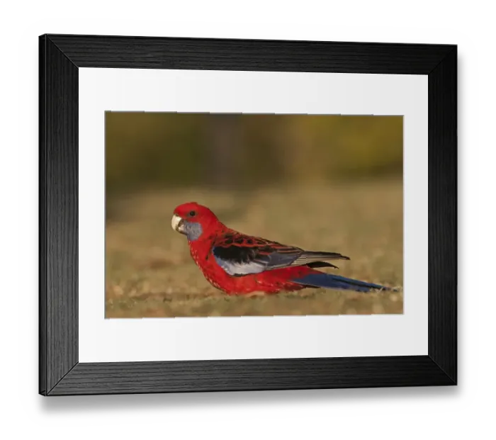Framed Print : Crimson Rosella (Platycercus elegans) adult, feeding on ground, O'Reilly's, Lamington N. P. Queensland, Australia Framed Print : Crimson Rosella (Platycercus elegans) adult, feeding on ground, O'Reilly's, Lamington N. P. Queensland, Australia
