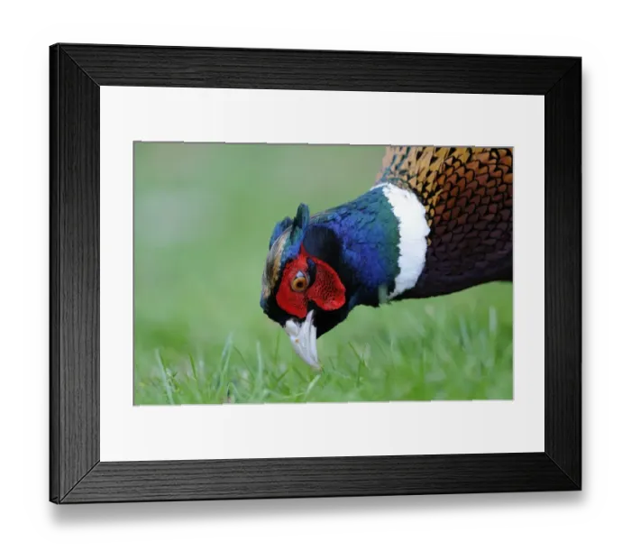 Framed Print : Common Pheasant (Phasianus colchicus) adult male, close-up of head, foraging amongst grass, Oxfordshire, England, february Framed Print : Common Pheasant (Phasianus colchicus) adult male, close-up of head, foraging amongst grass, Oxfordshire, England, february