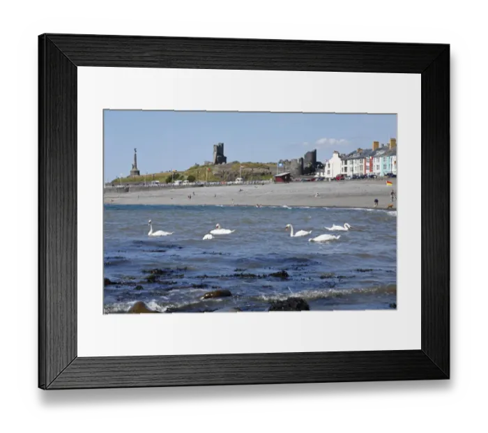 Framed Print : Mute Swan (Cygnus olor) six adults, feeding in sea off beach of resort town, Aberystwyth, Ceredigion, Wales, july